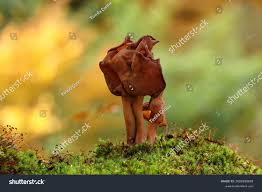 Attēlu rezultāti vaicājumam “Gyromitra infula”