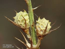 Attēlu rezultāti vaicājumam “Onobrychis arenaria”