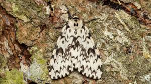 Attēlu rezultāti vaicājumam “Lymantria monacha imago”