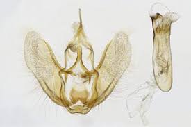 Attēlu rezultāti vaicājumam “Perizoma affinitata”