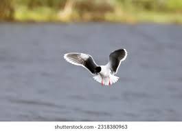 Attēlu rezultāti vaicājumam “Larus minutus”