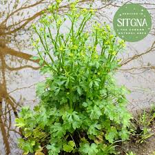 Attēlu rezultāti vaicājumam “Ranunculus sceleratus”