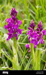 Attēlu rezultāti vaicājumam “Orchis mascula flower”