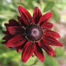 Image result for Rudbeckia