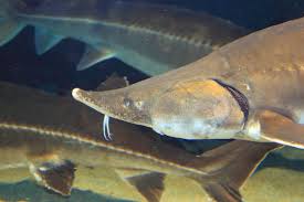 Image result for Acipenser medirostris