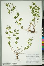 Attēlu rezultāti vaicājumam “Potentilla erecta leaf”