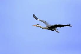 Attēlu rezultāti vaicājumam “Ardea cinerea adult”