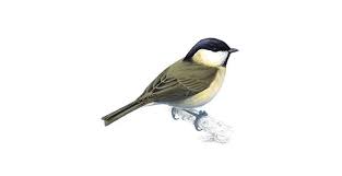 Attēlu rezultāti vaicājumam “Poecile palustris”