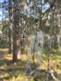 Attēlu rezultāti vaicājumam “Bryoria capillaris”