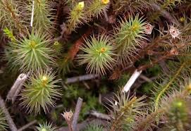 Attēlu rezultāti vaicājumam “Polytrichum commune”