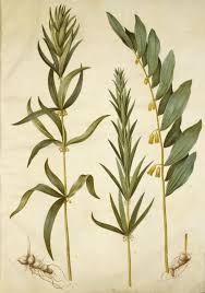 Attēlu rezultāti vaicājumam “Polygonatum verticillatum”