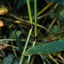 Attēlu rezultāti vaicājumam “Festuca gigantea”