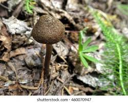 Attēlu rezultāti vaicājumam “Inocybe lanuginosa”