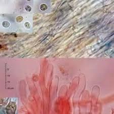 Attēlu rezultāti vaicājumam “Physisporinus sanguinolentus”