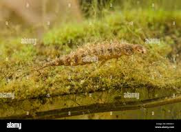 Attēlu rezultāti vaicājumam “Leiodidae larva”