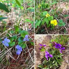 Attēlu rezultāti vaicājumam “Viola rupestris”