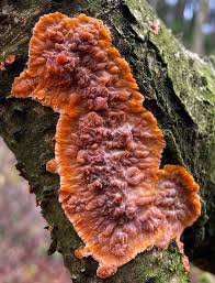 Attēlu rezultāti vaicājumam “Phlebia radiata”