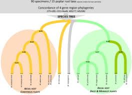 Attēlu rezultāti vaicājumam “Melampsora magnusiana”