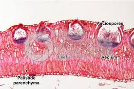 Attēlu rezultāti vaicājumam “Puccinia poarum”