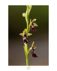 Attēlu rezultāti vaicājumam “Ophrys insectifera flower”