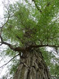 Attēlu rezultāti vaicājumam “Salix alba var. vitellina”