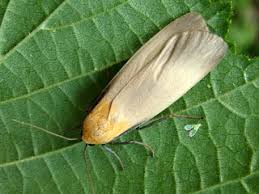 Attēlu rezultāti vaicājumam “Lithosia quadra female”