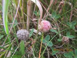 Attēlu rezultāti vaicājumam “Trifolium fragiferum fruit”
