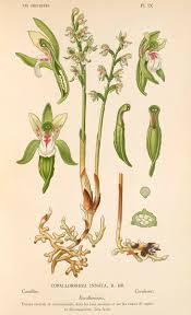 Attēlu rezultāti vaicājumam “Corallorhiza trifida”