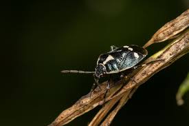 Attēlu rezultāti vaicājumam “Eurydema oleracea”