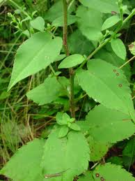 Attēlu rezultāti vaicājumam “Symphyotrichum x salignum leaf”