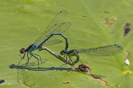 Attēlu rezultāti vaicājumam “Erythromma najas”
