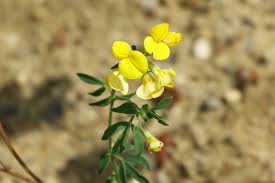 Attēlu rezultāti vaicājumam “Lotus corniculatus”