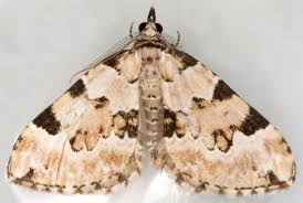 Attēlu rezultāti vaicājumam “Colostygia pectinataria male”