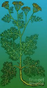 Attēlu rezultāti vaicājumam “Anethum graveolens”