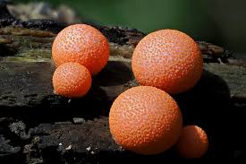 Attēlu rezultāti vaicājumam “Lycogala cf. oleocrystalliferum sessile”