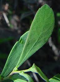 Attēlu rezultāti vaicājumam “Myrica gale leaf”