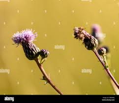 Attēlu rezultāti vaicājumam “Centaurea jacea bud”