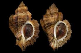 Attēlu rezultāti vaicājumam “Erinaceus sp.”