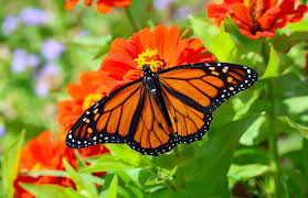 Image result for monarch caterpillar