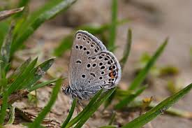 Attēlu rezultāti vaicājumam “Vacciniina optilete male”