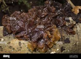 Attēlu rezultāti vaicājumam “Exidia saccharina”