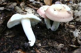 Attēlu rezultāti vaicājumam “Russula vesca”