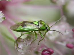 Attēlu rezultāti vaicājumam “Orthops campestris”