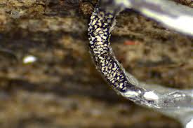 Attēlu rezultāti vaicājumam “Physarum viride spores”