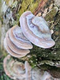 Attēlu rezultāti vaicājumam “Trametes hirsuta”