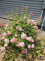 Attēlu rezultāti vaicājumam “Hydrangea arborescens subsp. discolor flower”