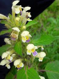 Image result for Galeopsis segetum