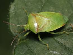 Attēlu rezultāti vaicājumam “Elasmostethus interstinctus imago”