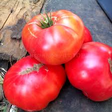 Afbeeldingsresultaat voor millionaire tomato