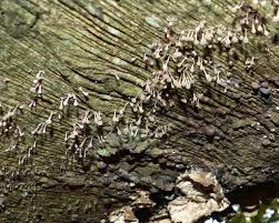 Attēlu rezultāti vaicājumam “Phleogena faginea young”